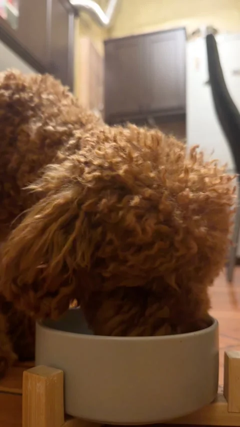 Cute red brown poodle drinks kefir from a bowl Video stock 342510398