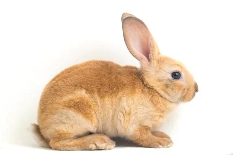 Cute red brown rex rabbit isolated on white background Foto stock