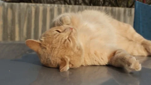 Cute red cat basking in the sun. Affectionate ginger cat lies and enjoys. Full Stock Footage 126822237