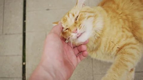Cute red cat bites a human hand in the open air in close up Stock Footage 340659764
