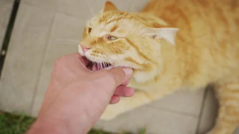 Cute red cat bites a human hand in the open air in close up Stock Footage 340676981