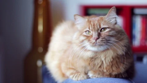 Cute Red Cat Blinking His Eyes Stock-Footage 96240908