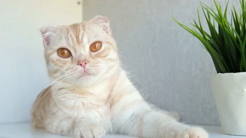 Cute red cat breed Scottish fold on a light background. Cat lies on the shelf Video stock 158799247