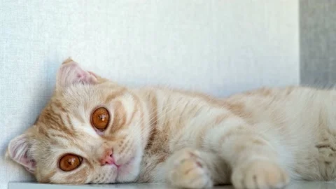 Cute red cat breed Scottish fold on a light background. Cat lies blinks brown Stock Footage 158799338