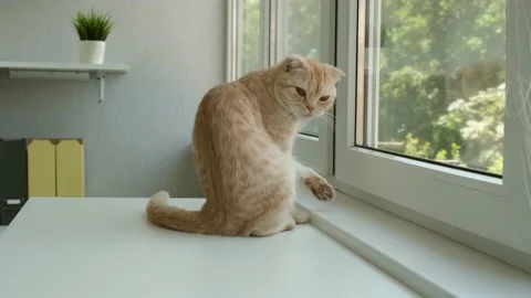 Cute red cat breed Scottish fold licks itself and looks outside the window. Pet Stock Footage 160180887