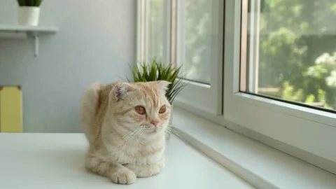 Cute red cat breed Scottish fold sits with half-closed eyes on the white table Stock Footage 160234864