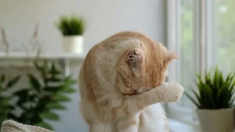 Cute red cat breed Scottish fold licks itself at home, close up. Pet sitting on Stock Footage 160782798