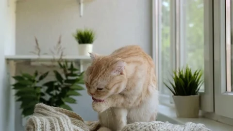 Cute red cat breed Scottish fold licks itself at home. Pet sitting on a cozy Stock Footage 162996883