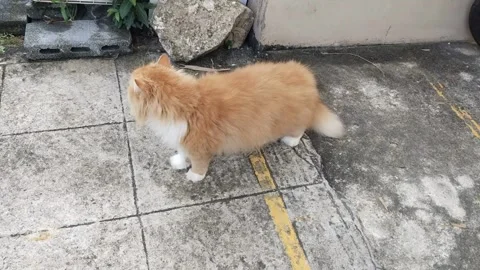 A cute red cat is carefully walking on the cement floor Stock Footage 310385299