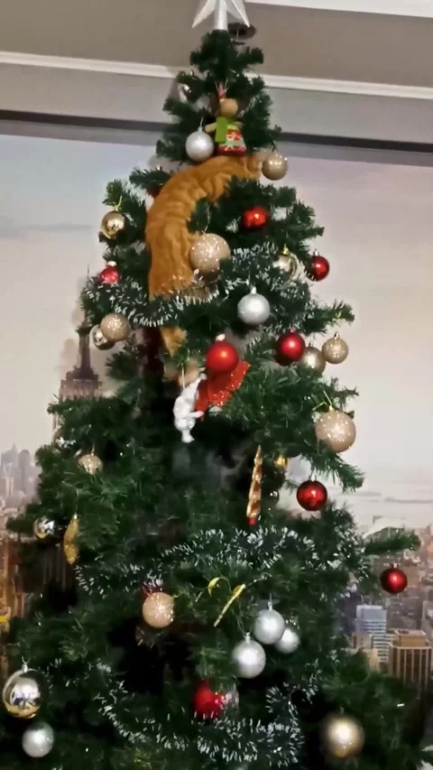 Cute red cat climbs up the Christmas tree, festive atmosphere.  Stock Footage 257221380