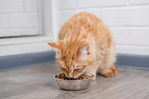 A cute red cat eats from a bowl Stock Photos