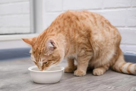 A cute red cat eats from a bowl Stock Photos