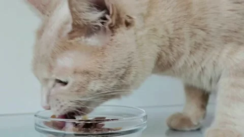 Cute red cat eats delicious cat food on a transparent plate Stock Footage 242333255