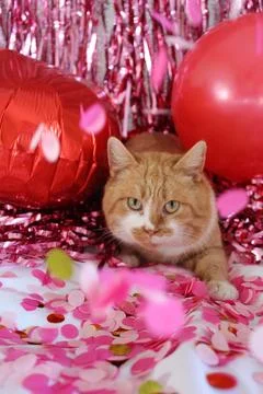 Cute red cat with a flower Stock Photos