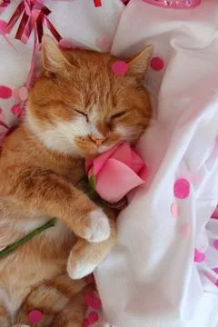 Cute red cat with a flower Stock Photos