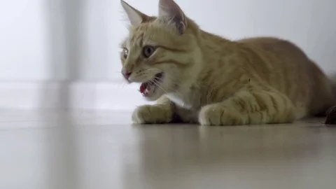 Cute red cat Stock Footage 81557005