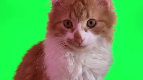 Cute red cat 库存影片 105014741