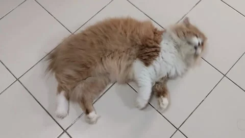 A cute red cat is happily lying on the white tiled floor Stock Footage 310385467