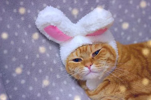 Cute red cat with hare ears on a gray background with a space for text Stock Photos