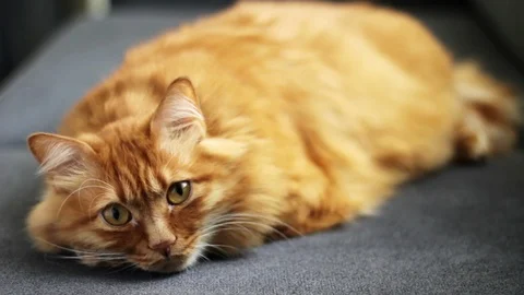Cute Red Cat Looks at Camera 스톡 동영상 96246130