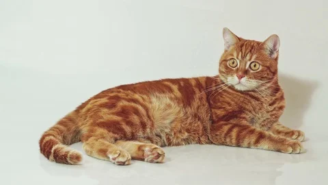 Cute red cat lying isolated on white background Stock Footage 98490763