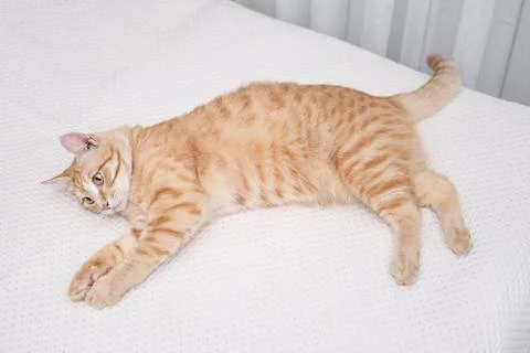 A cute red cat is lying on a light bed Stock Photos