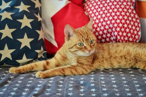Cute red cat lying 스톡 사진