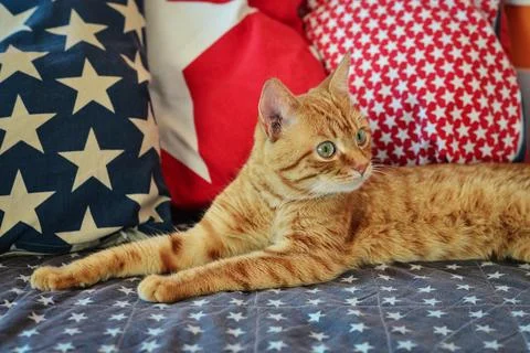 Cute red cat lying Stock Photos