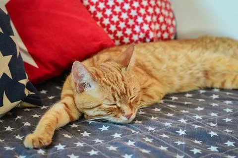 Cute red cat lying Stock Photos