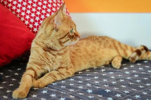 Cute red cat lying Foto stock