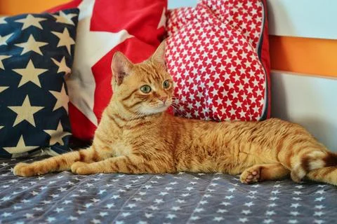 Cute red cat lying Stock Photos