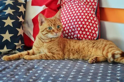 Cute red cat lying Stock Photos