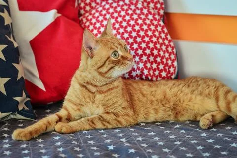 Cute red cat lying Stock Photos