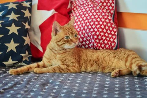 Cute red cat lying Stock Photos