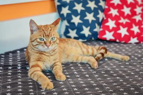 Cute red cat lying on sofa Stock Photos