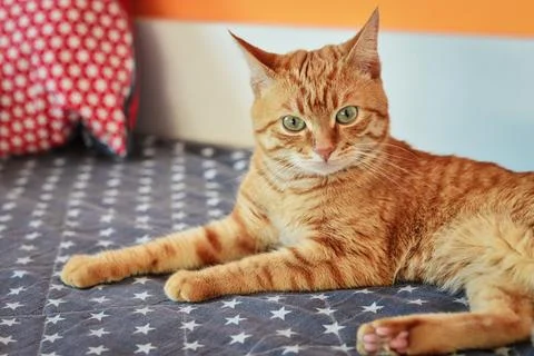 Cute red cat lying on sofa Stock Photos