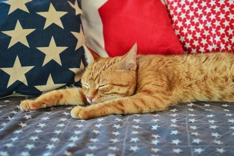 Cute red cat lying on sofa closeup, small depth of field Stock Photos