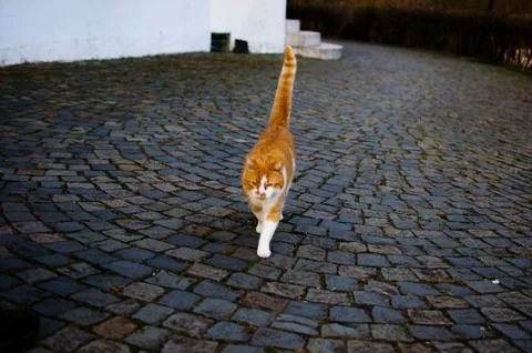 Cute Red Cat Foto stock