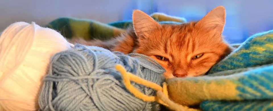 Cute red cat Stock Photos