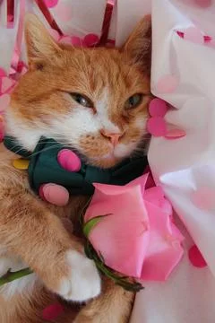 Cute red cat Stock Photos