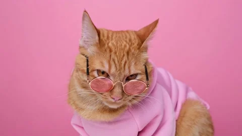 Cute red cat in a pink sweater and sunglasses sitting on a pink background. Stock Footage 238509008