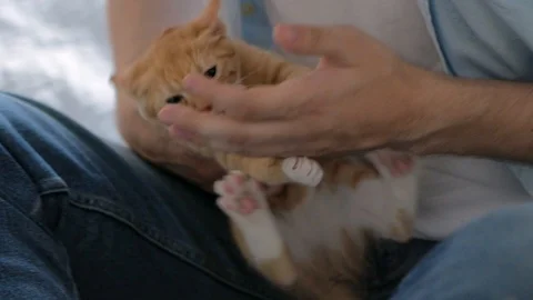 A cute red cat plays on the guy's lap. A guy in jeans is stroking his furry pet Stock Footage 127639857