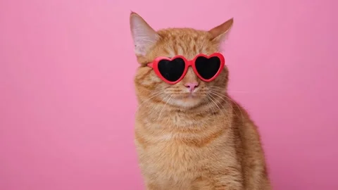 Cute red cat with red heart-shaped sunglasses sits on a pink background. Stock Footage 238509001