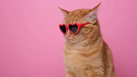 Cute red cat with red heart-shaped sunglasses sits on pink background. Stock Footage 238509004