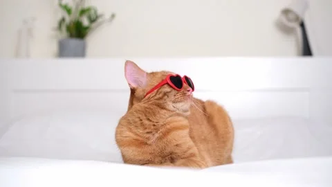 Cute red cat with red heart-shaped sunglasses sits on  white bed. Stock Footage 238509028