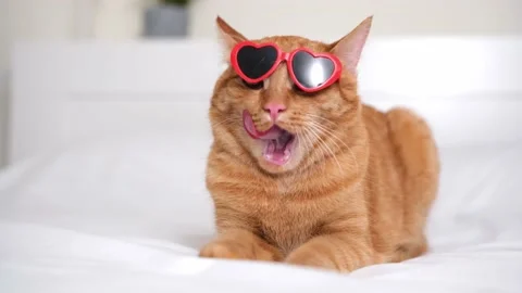 Cute red cat with red heart-shaped sunglasses sits on a white bed. Stock Footage 238509032