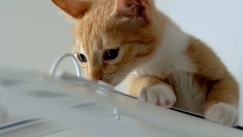Cute red cat sits on a parrot house and sniffs it close up Stock Footage 127640231
