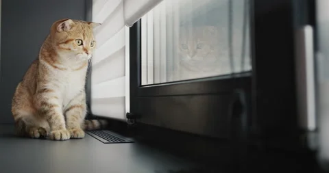 Cute red cat sits on the windowsill by the window Stock Footage 206696476