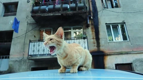 Cute red cat sitting on the car roof and meowing  Stock Footage 246329687