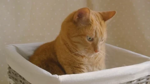 Cute red cat sitting in a rustic basket and cleaning itself Stock Footage 149009654